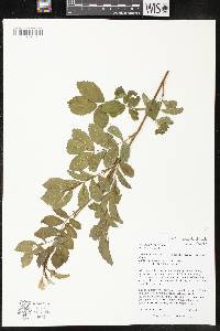 Rosa carolina subsp. carolina image