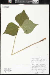 Trillium cernuum image