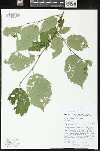 Corylus cornuta image