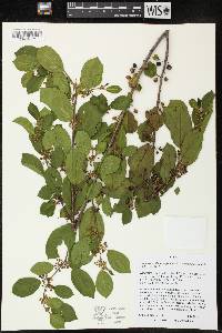 Frangula alnus image