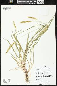 Setaria pumila image