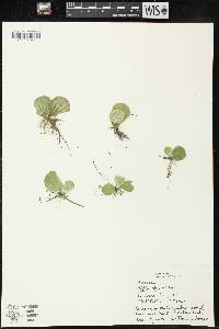 Pistia stratiotes image