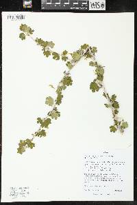 Ribes missouriense image