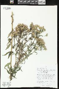 Kuhnia eupatorioides image