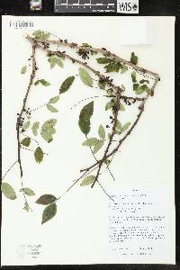 Zanthoxylum americanum image