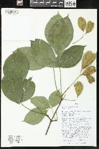 Staphylea trifolia image