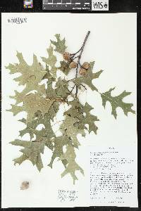 Quercus ellipsoidalis image