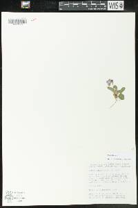 Viola fimbriatula image
