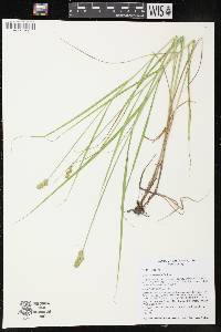 Carex cristatella image