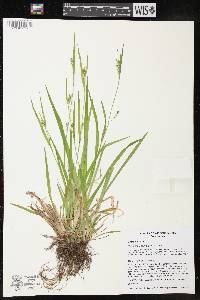 Carex leptonervia image