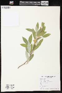 Elaeagnus umbellata image