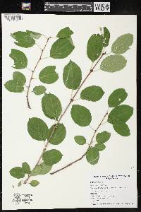 Rhamnus cathartica image