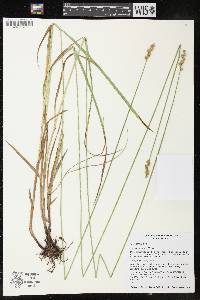 Carex normalis image