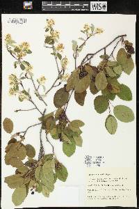 Amelanchier humilis image