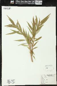 Salix x pendulina image