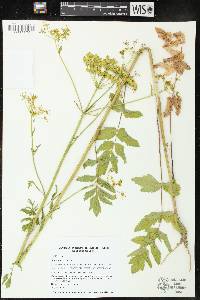 Pastinaca sativa image