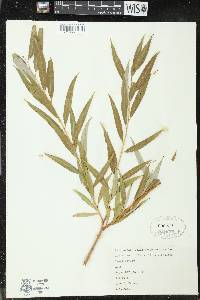 Salix x pendulina image