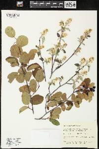 Amelanchier humilis image