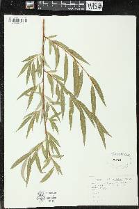 Salix x pendulina image