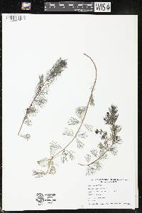 Myriophyllum spicatum image