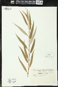 Salix x pendulina image