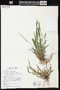 Carex leptonervia image