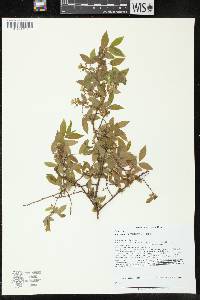 Vaccinium myrtilloides image