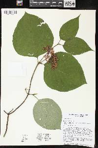 Cornus rugosa image