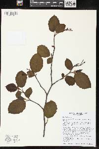 Alnus incana subsp. rugosa image