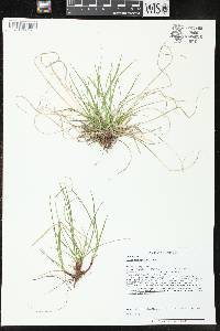 Carex tonsa var. rugosperma image