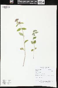 Clinopodium vulgare image