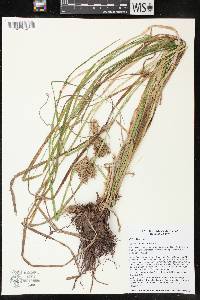 Carex retrorsa image