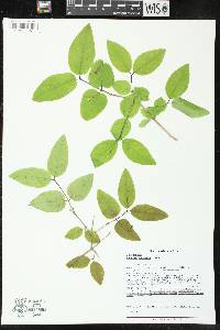 Lonicera canadensis image