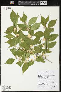 Lonicera maackii image