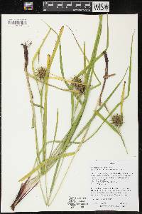 Carex grayi image