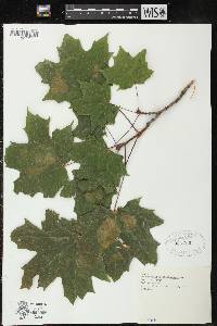 Acer saccharum var. saccharum image