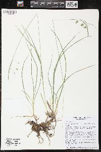 Carex magellanica image