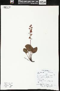 Pyrola asarifolia image