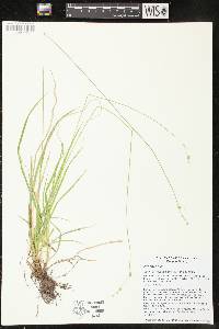 Carex deweyana var. deweyana image