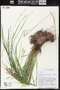 Carex arctata image