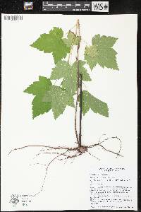 Ribes hudsonianum image