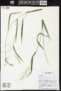 Elymus hystrix image