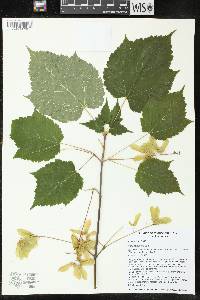 Acer spicatum image