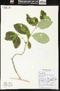 Lonicera hirsuta image