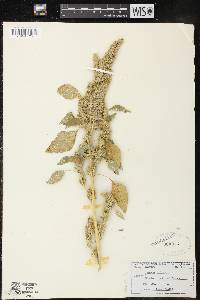 Amaranthus retroflexus image