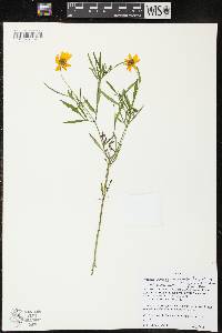 Bidens trichosperma image