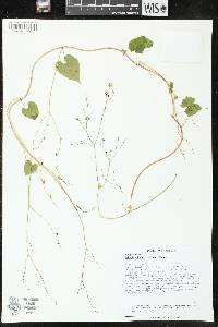 Fallopia cilinodis image