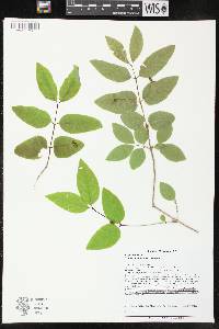 Lonicera canadensis image