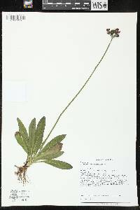 Hieracium aurantiacum image