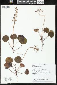 Pyrola americana image